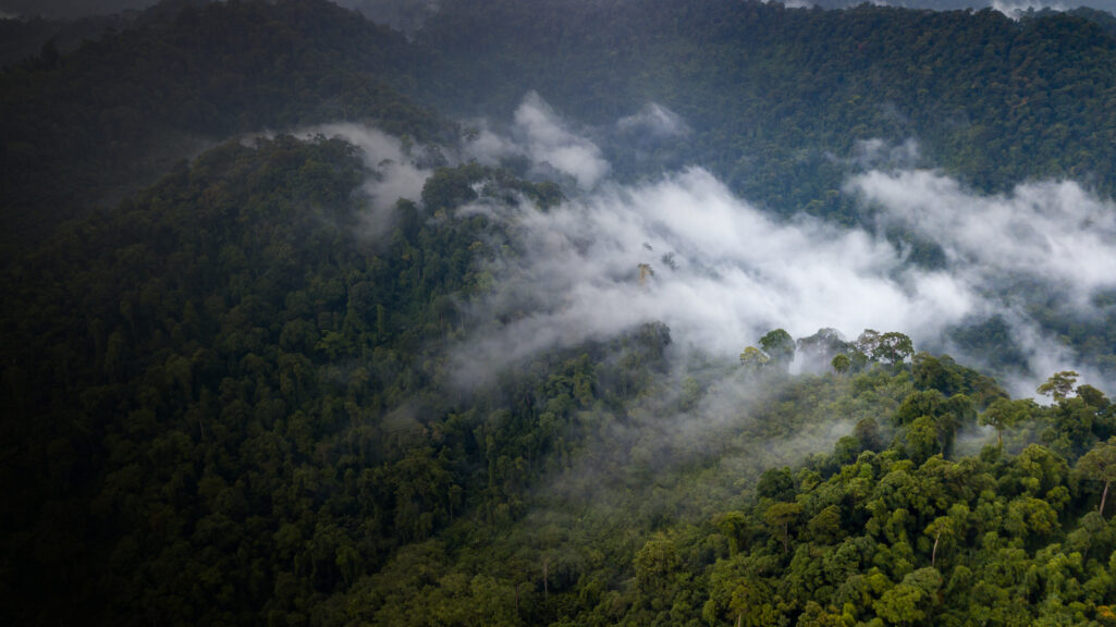 Forest in the mist